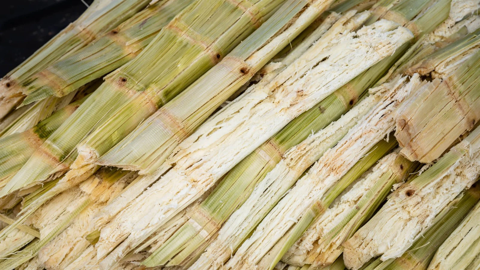 10-Sugarcane Bagasse