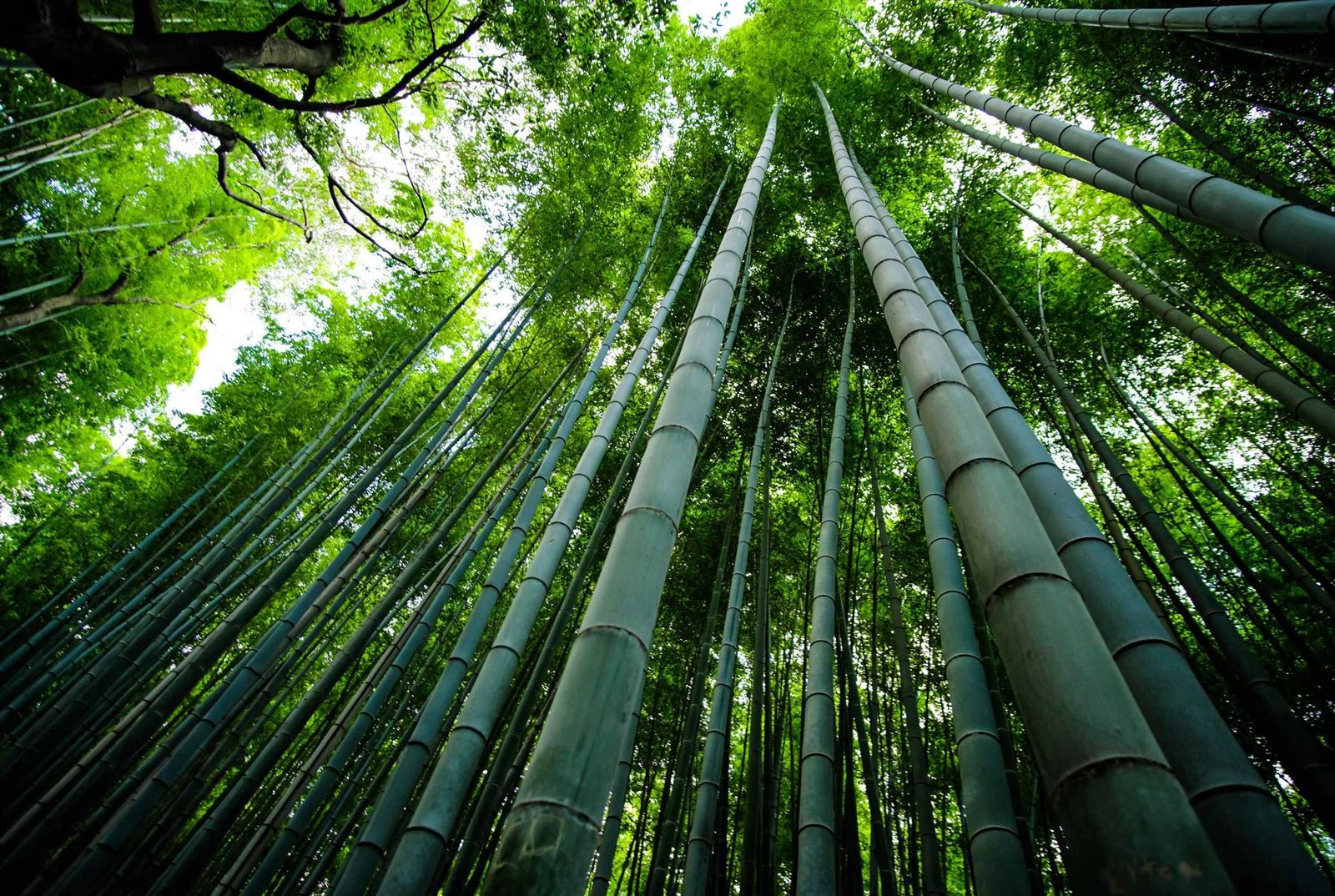 10-bamboo (1)